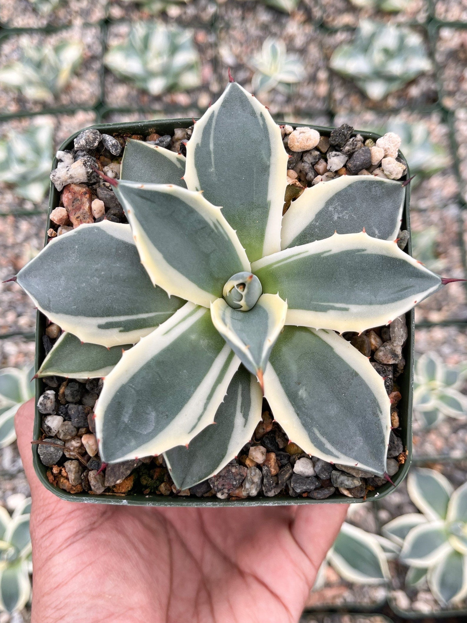 3.5” Agave Applanata Marginata – Beleaf and Grow