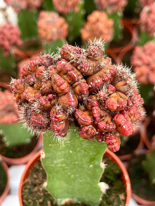 3.25” Echinopsis cv. Chocolate f. monstrose crested | Graft Cactus | Rare Cactus