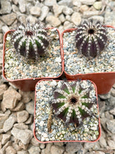 Load image into Gallery viewer, 2.5” pot Ubelmania Pectinefera | Rare Cactus

