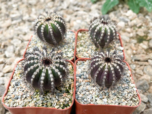 2.5” pot Ubelmania Pectinefera | Rare Cactus