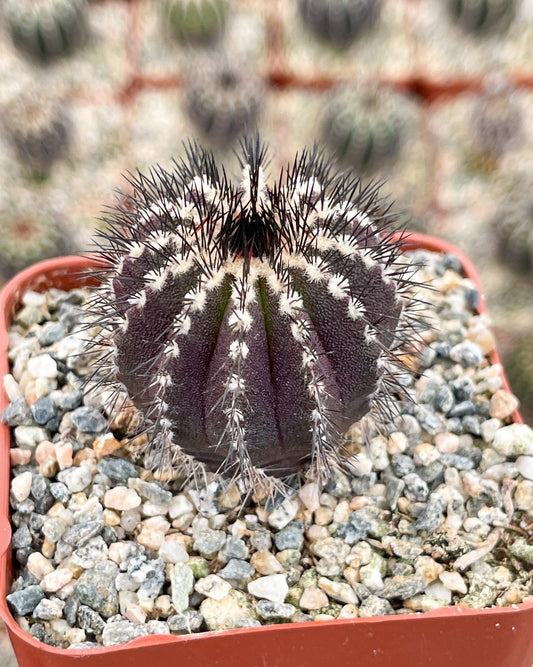 2.5” pot Ubelmania Pectinefera | Rare Cactus