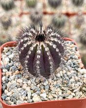 Load image into Gallery viewer, 2.5” pot Ubelmania Pectinefera | Rare Cactus
