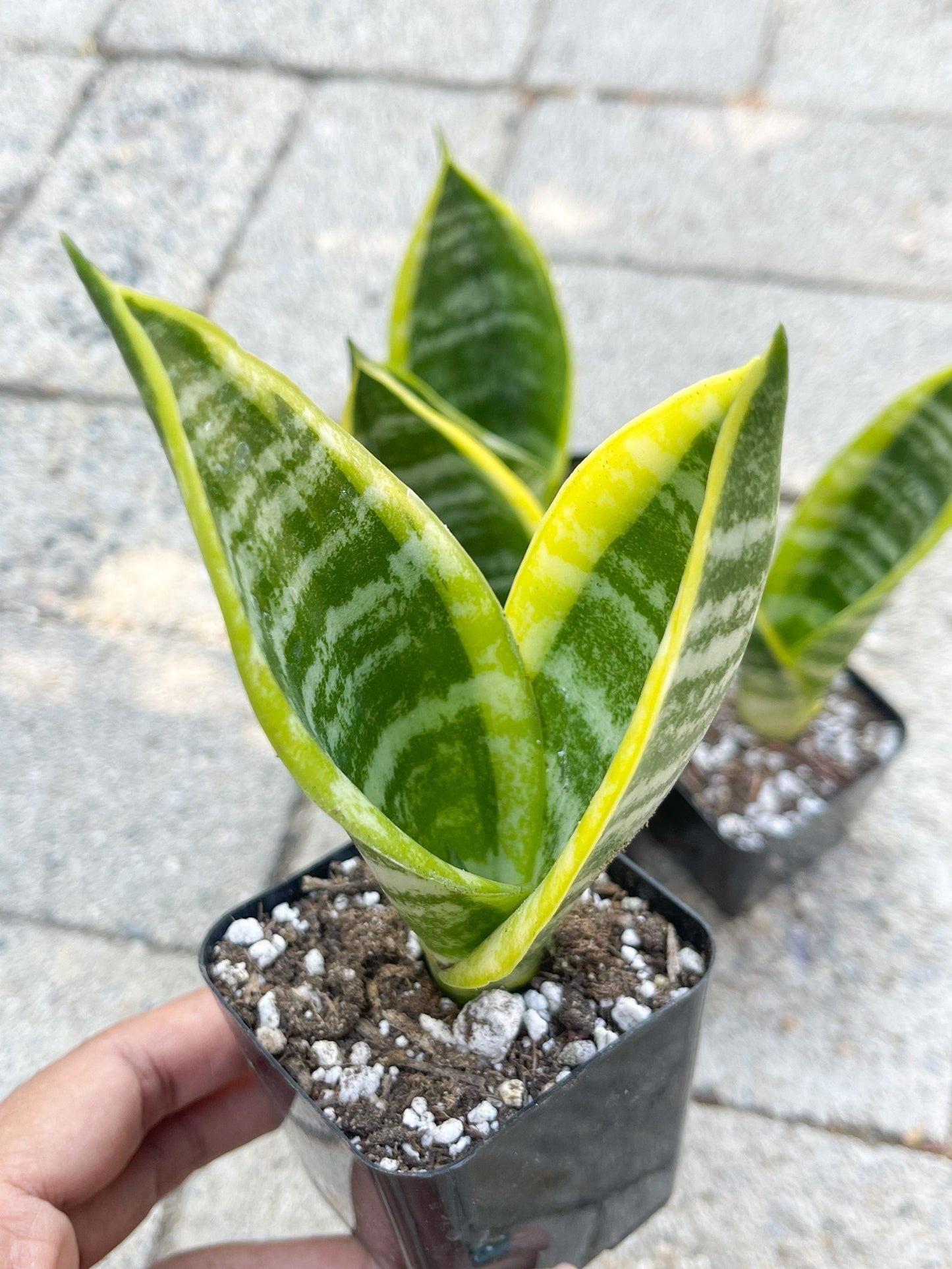 2.5" Sansevieria | Snake Plant I Live Plant