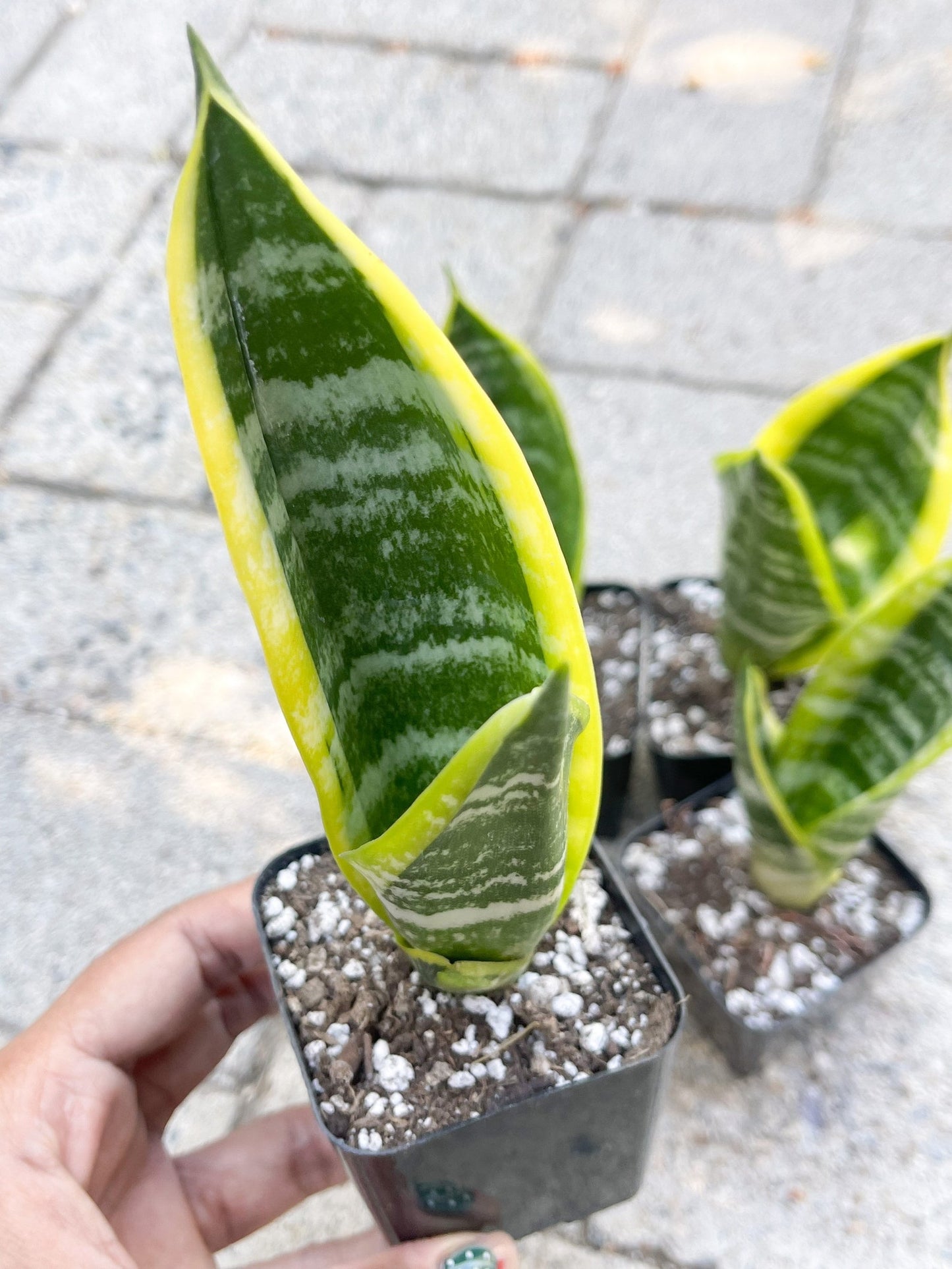 2.5" Sansevieria | Snake Plant I Live Plant