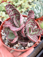 Load image into Gallery viewer, 4&quot; Kalanchoe Humilis

