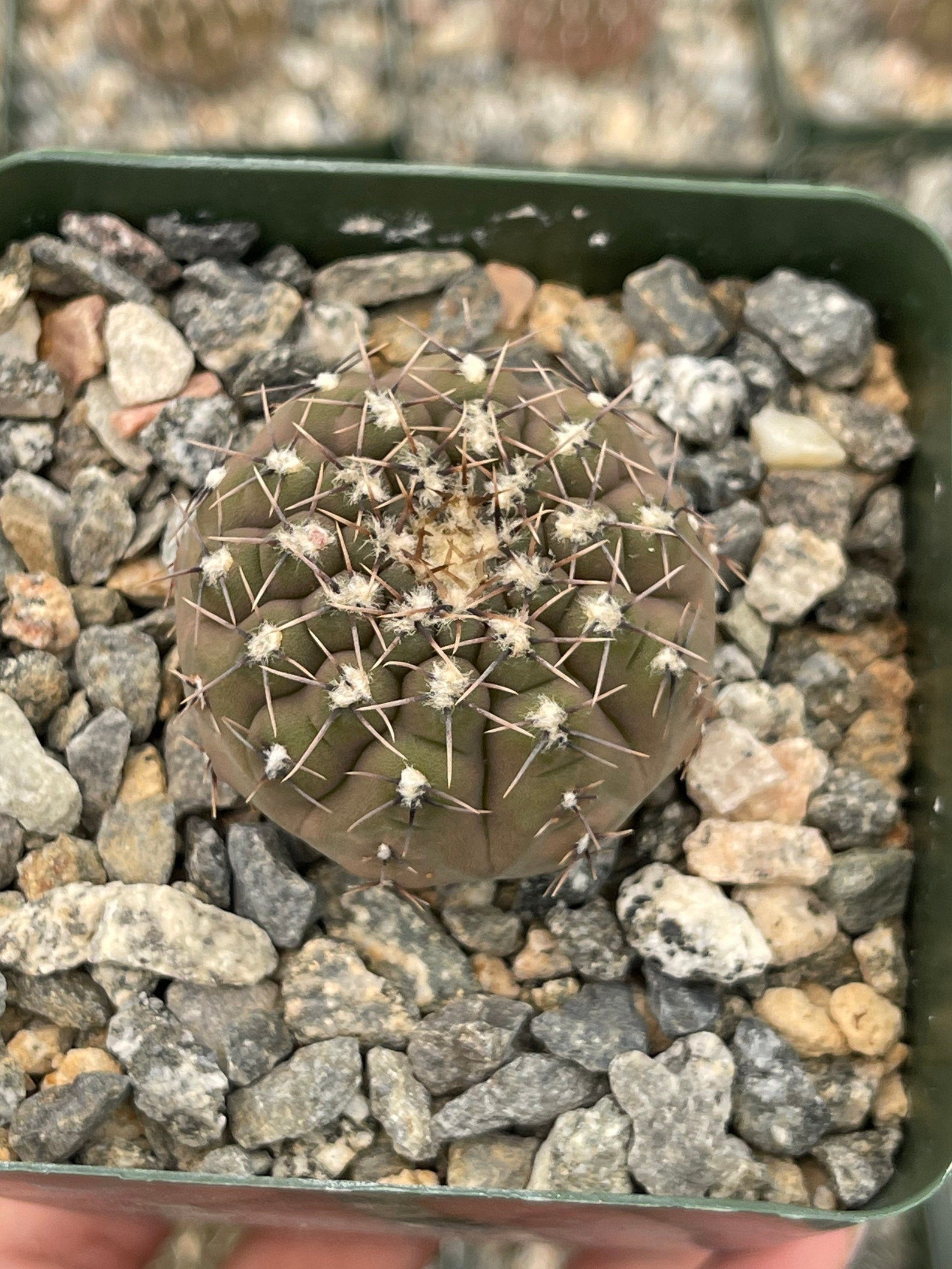 2.5” pot Gymnocalycium ragonesii Cactus