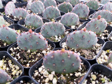 Load image into Gallery viewer, 2” Prickly Pear Cactus I Santa Rita I Live Cactus
