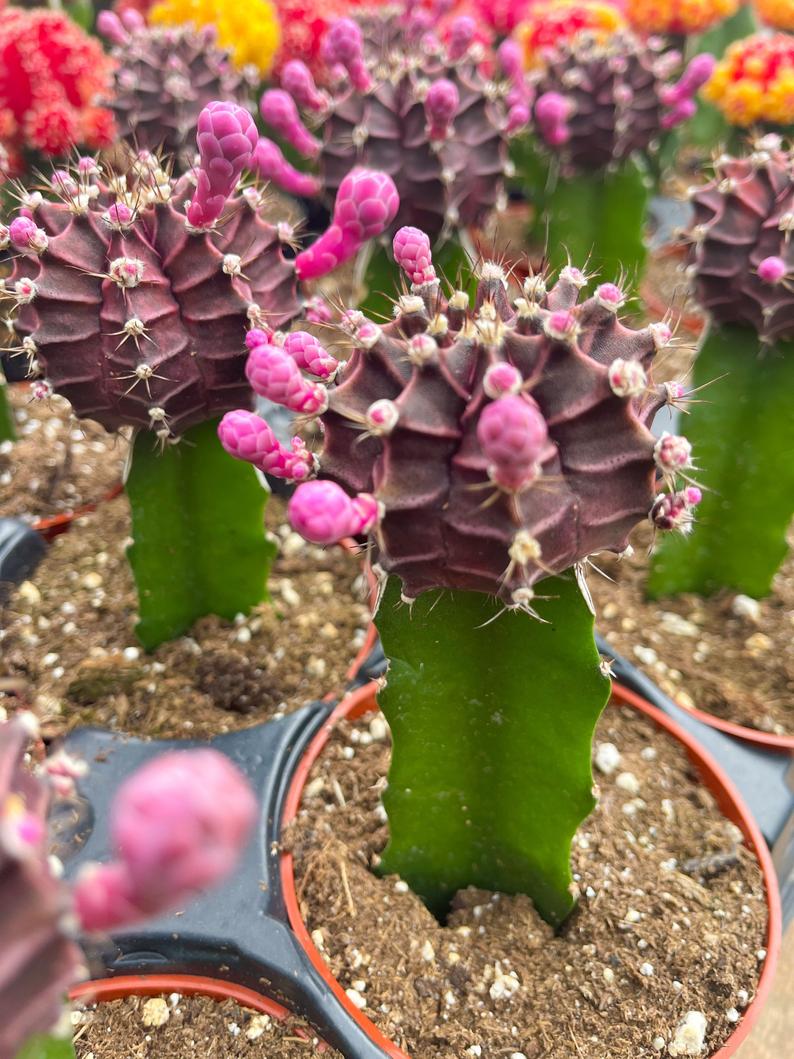 4” Moon Cactus