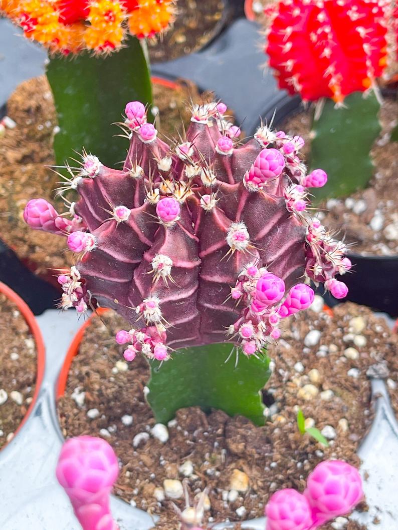 4” Moon Cactus