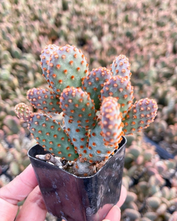 2” pot Opuntia Cactus | Purple Cactus