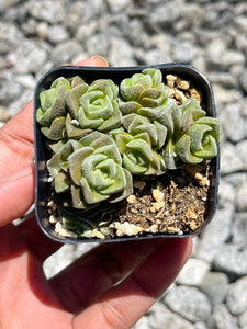 2” Crassula Susannae | Live Succulent