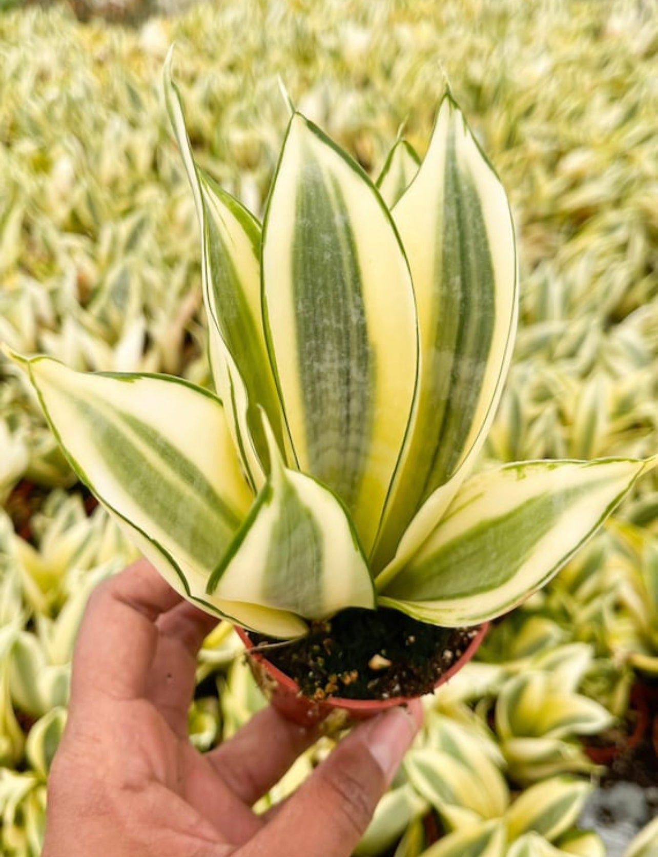 sansevieria trifasciata golden hahnii snake plant Snake Plant 'Gold Hahnii' 4" Pot
