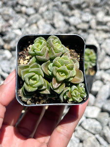 2” Crassula Susannae | Live Succulent