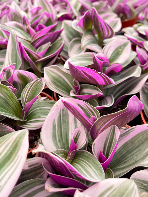 4” Nanouk Pink Wandering Jew | Tradescantia | live plant | House Plant