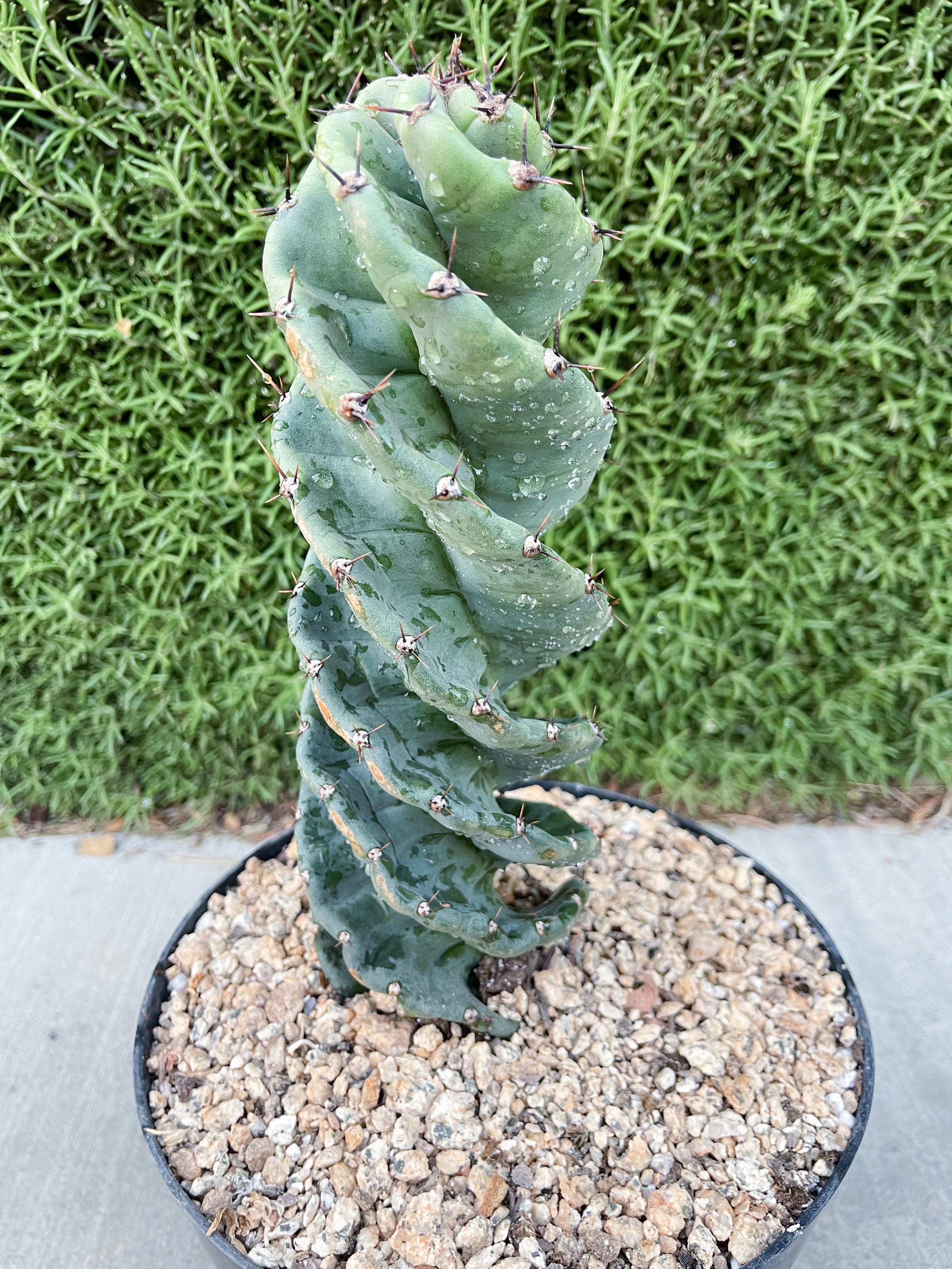 Spiral Cactus (Cereus forbesii spiralis) – Rare Twisting Cactus