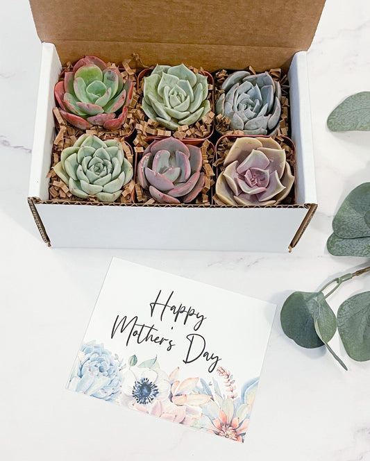 Happy’s Mother Day Gift Box | Special Succulent Gift Box | Gift for her