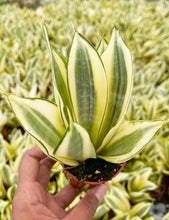 Load image into Gallery viewer, 4” Sansevieria Golden Hahnii Snake Plant | Live Succulent
