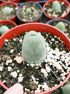 4” P Cactus | Trichocereus bridgesii monstrose