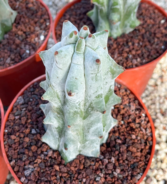 Stenocereus beneckei | Rare Cactus