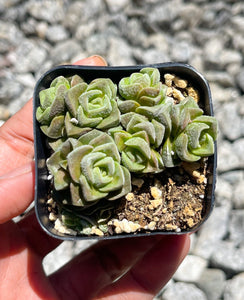 2” Crassula Susannae | Live Succulent